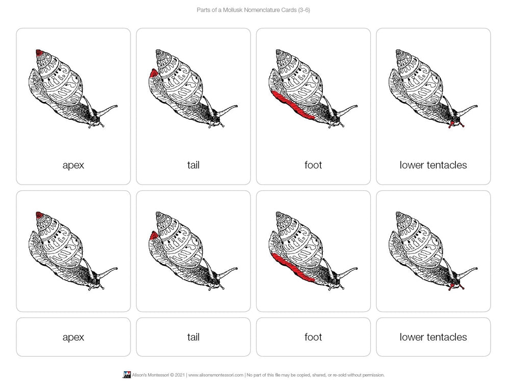 Parts of a Mollusk Nomenclature Cards 3-6 (Printed)