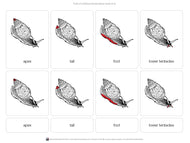 Parts of a Mollusk Nomenclature Cards 3-6 (Printed)