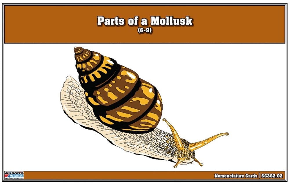 Parts of a Mollusk Nomenclature Cards 6-9 (Printed)