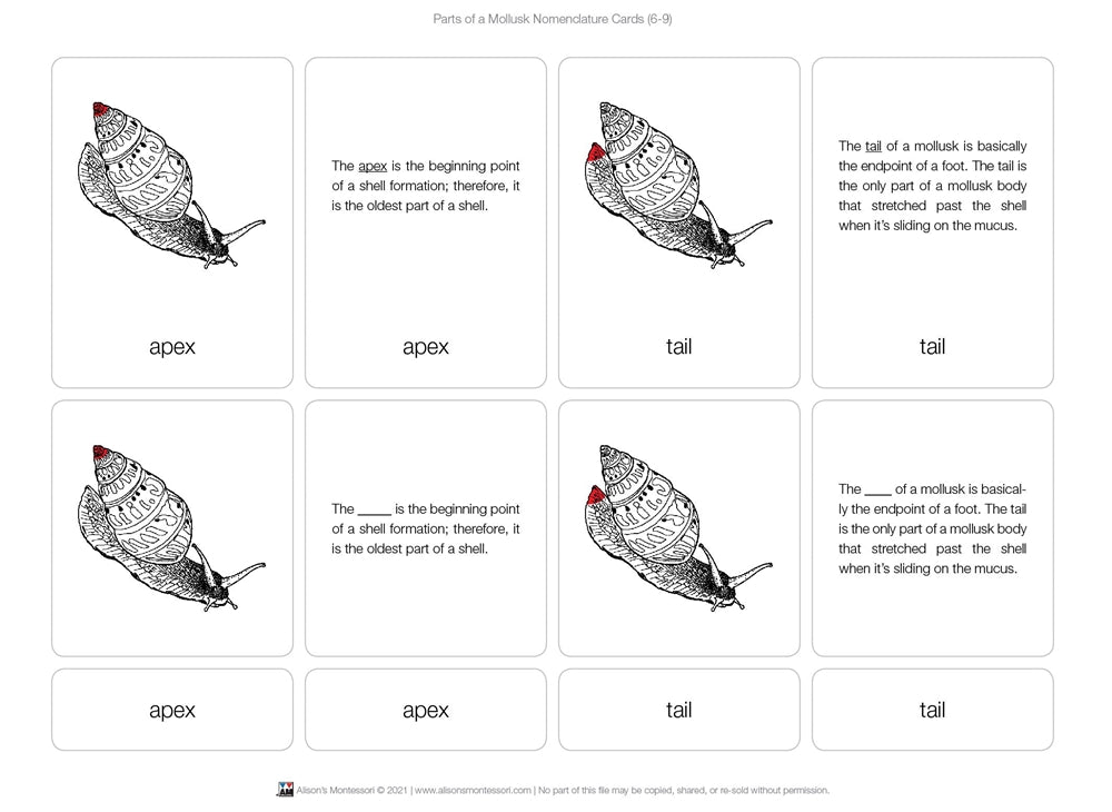 Parts of a Mollusk Nomenclature Cards 6-9 (Printed)
