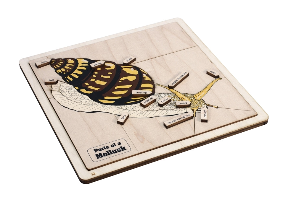 Parts of a Mollusk Puzzle with Nomenclature Cards 3-6