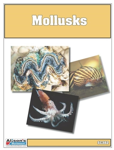 Parts of a Mollusk Puzzle with Nomenclature Cards 3-6