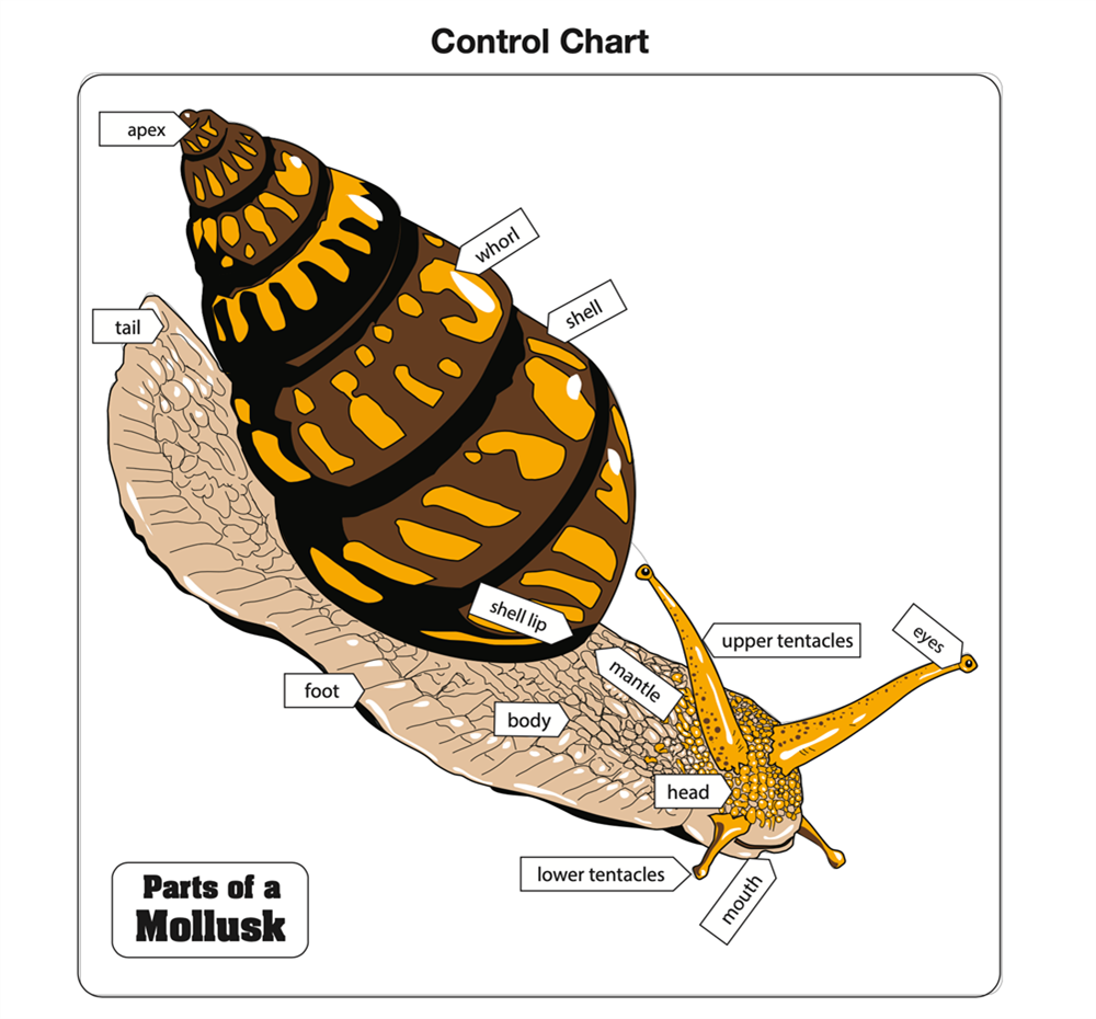 Parts of a Mollusk Puzzle with Nomenclature Cards 6-9