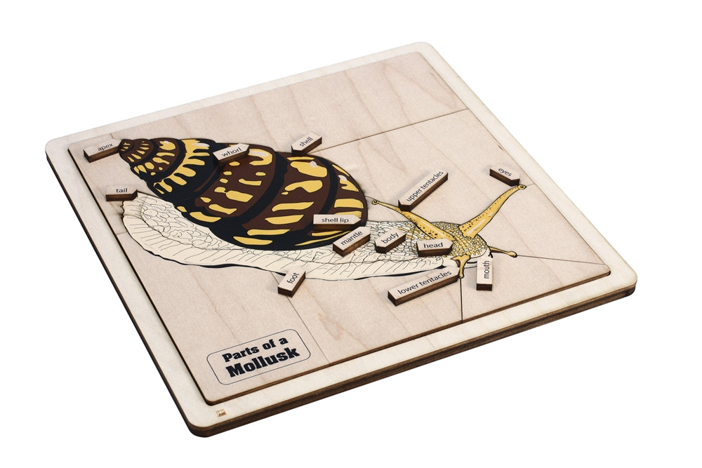 Parts of a Mollusk Puzzle