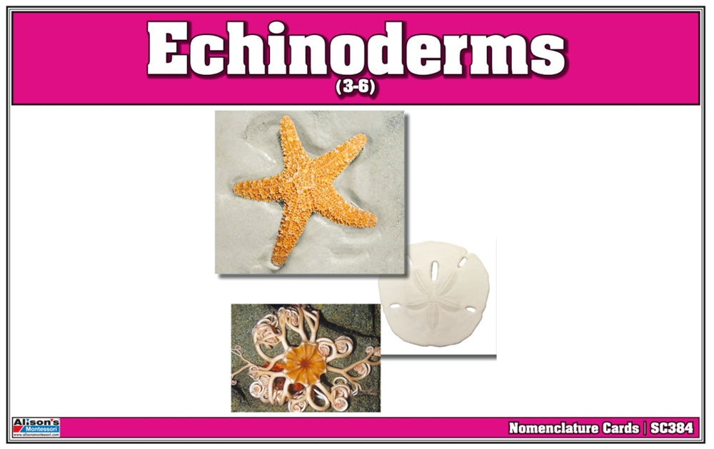 Echinoderms Nomenclature Cards (Printed)