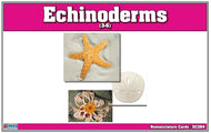 Echinoderms Nomenclature Cards (Printed)