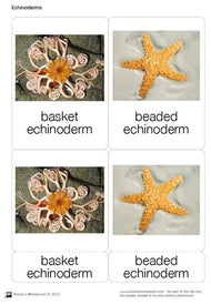Echinoderms Nomenclature Cards (Printed)