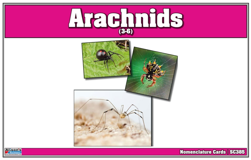 Arachnids Nomenclature Cards (Printed)