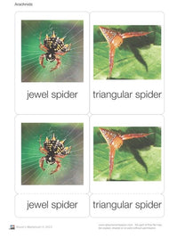 Arachnids Nomenclature Cards (Printed)
