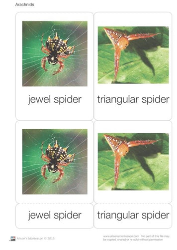 Arachnids Nomenclature Cards (Printed)