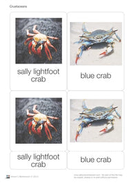 Crustaceans Nomenclature Cards (Printed)