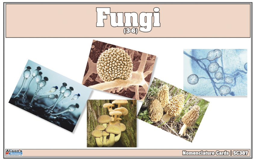Fungi Nomenclature Cards (Printed)
