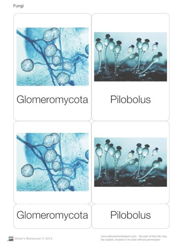 Fungi Nomenclature Cards (Printed)