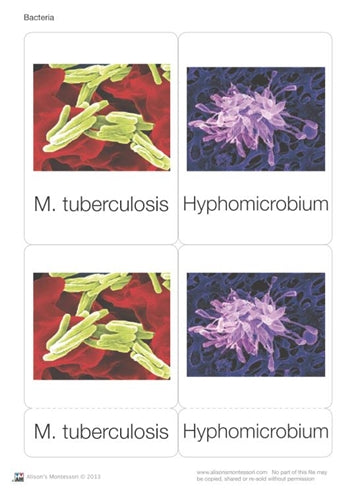 Bacteria Nomenclature Cards (Printed)
