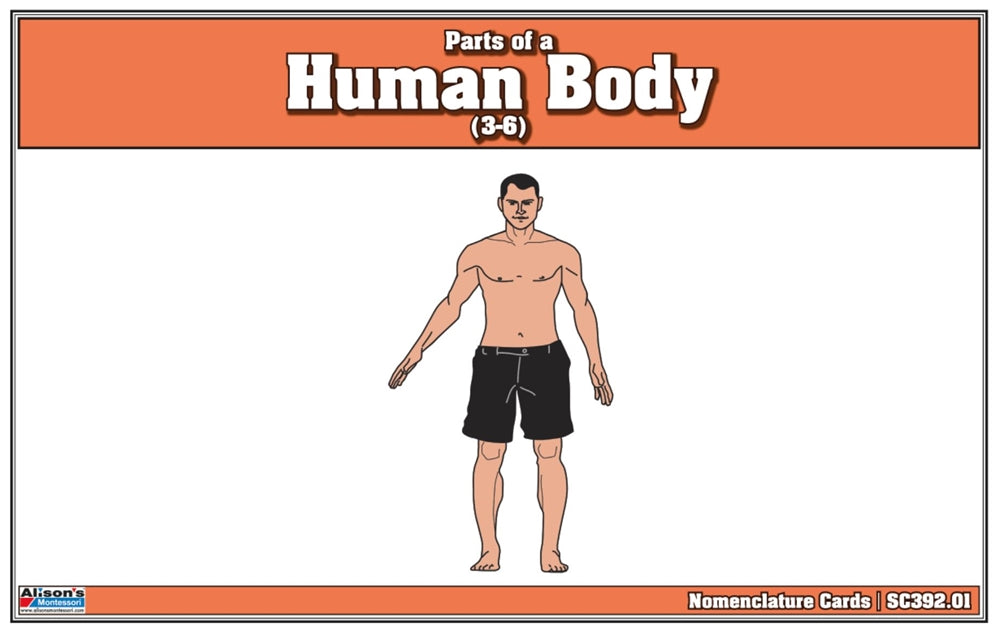 Human Body Parts Nomenclature Cards (Printed)