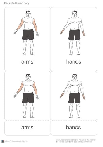 Human Body Parts Nomenclature Cards (Printed)