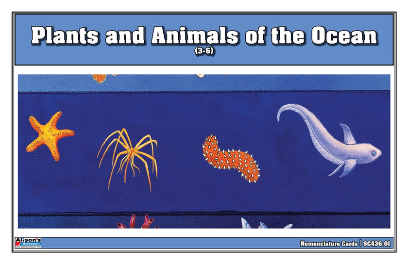 Plants & Animals of the Ocean Nomenclature Cards (3-6)