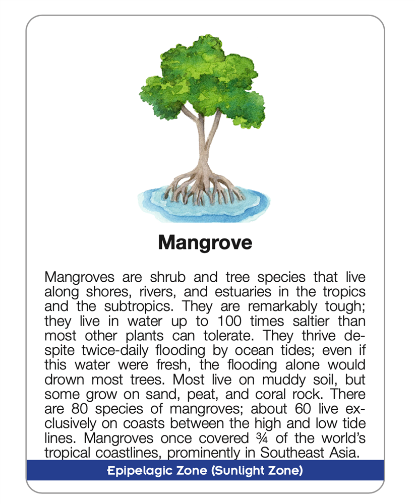 Layers of the Ocean Puzzle with Research Cards