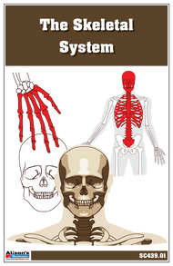 The Skeletal System Nomenclature Cards (3-6)