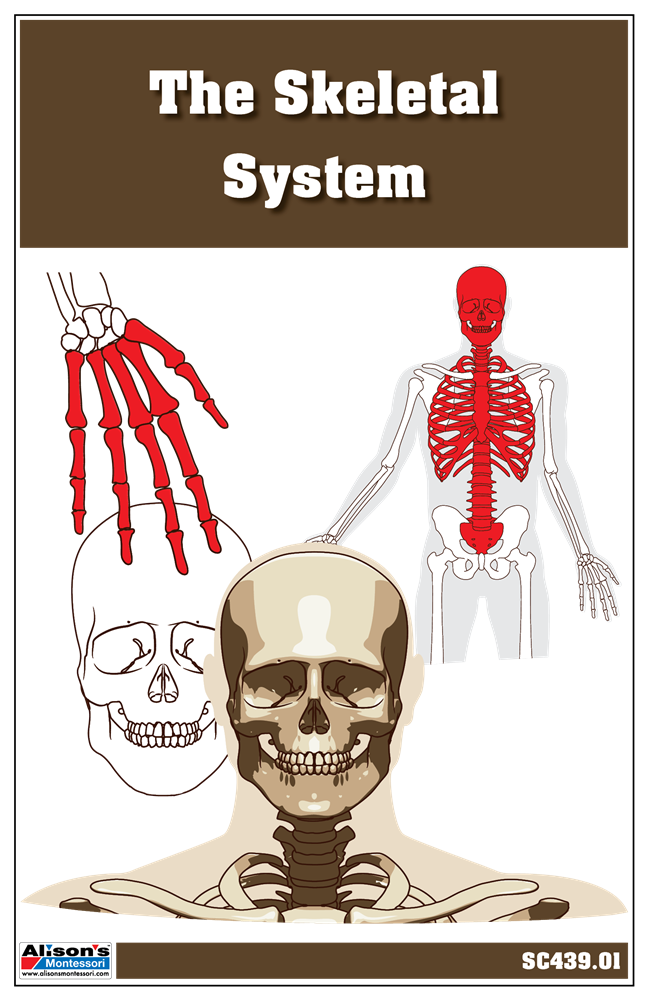 The Skeletal System Nomenclature Cards (3-6)