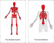 The Skeletal System Nomenclature Cards (3-6)