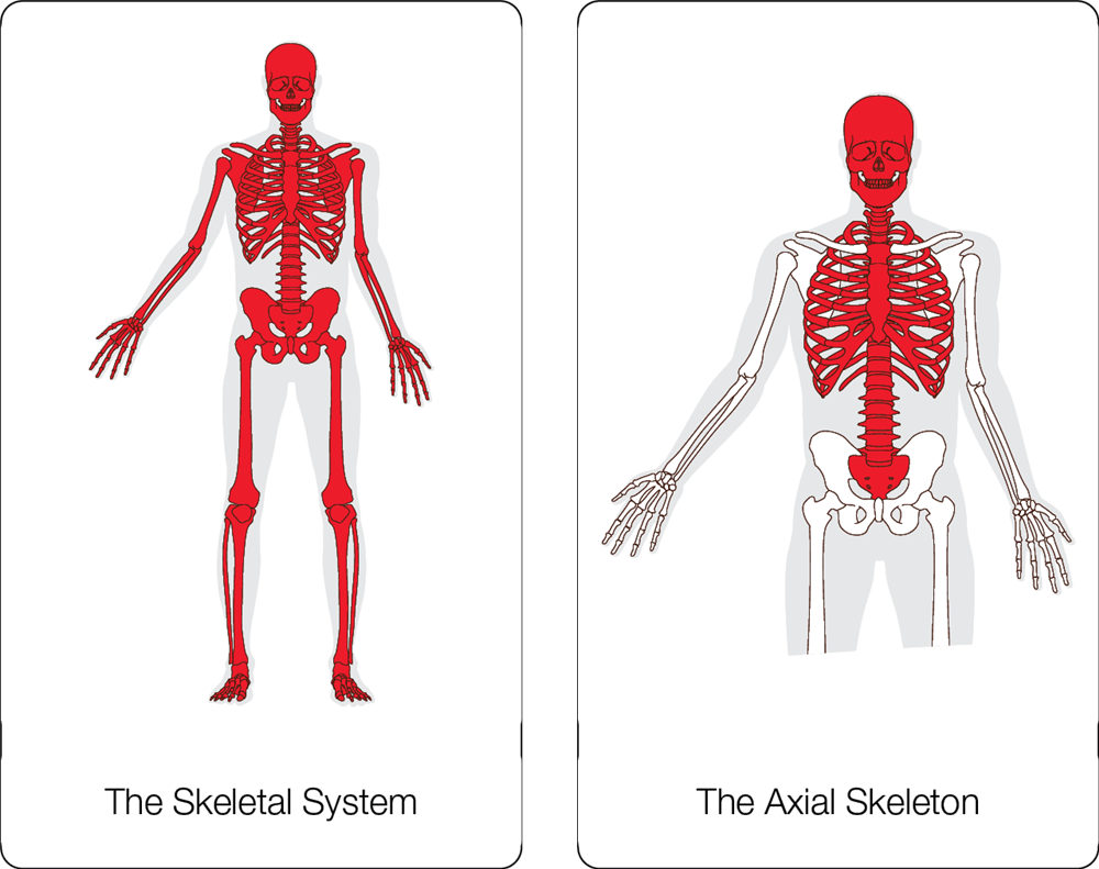 The Skeletal System Nomenclature Cards (3-6)