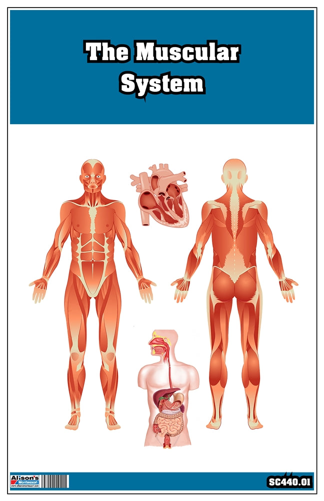 The Muscular System Nomenclature Cards (3-6)