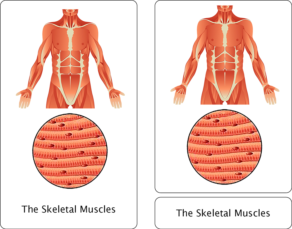 The Muscular System Nomenclature Cards (3-6)