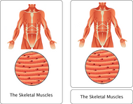 The Muscular System Nomenclature Cards (3-6)