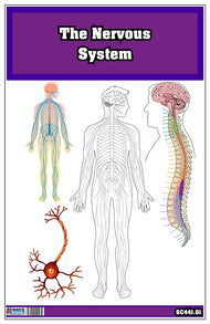 The Nervous System Nomenclature Cards (3-6)