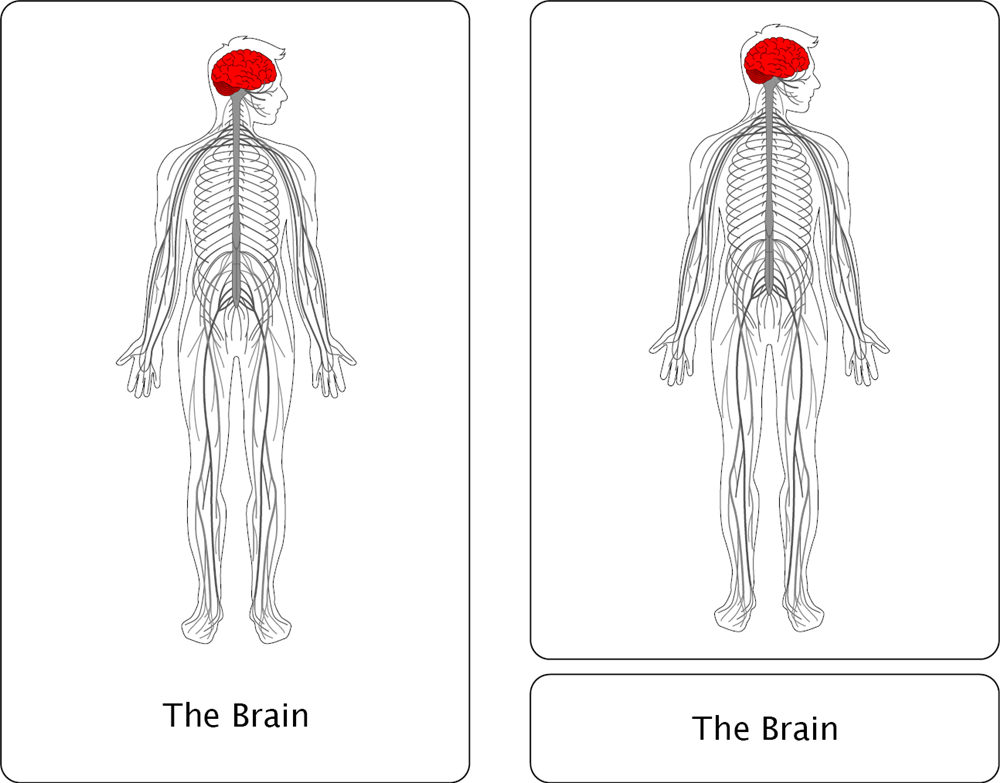 The Nervous System Nomenclature Cards (3-6)