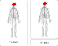The Nervous System Nomenclature Cards (3-6)