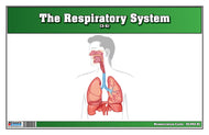 The Respiratory System Nomenclature Cards (3-6)
