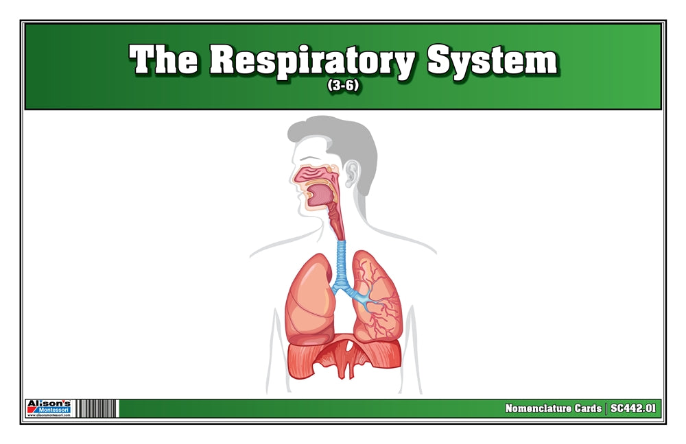 The Respiratory System Nomenclature Cards (3-6)