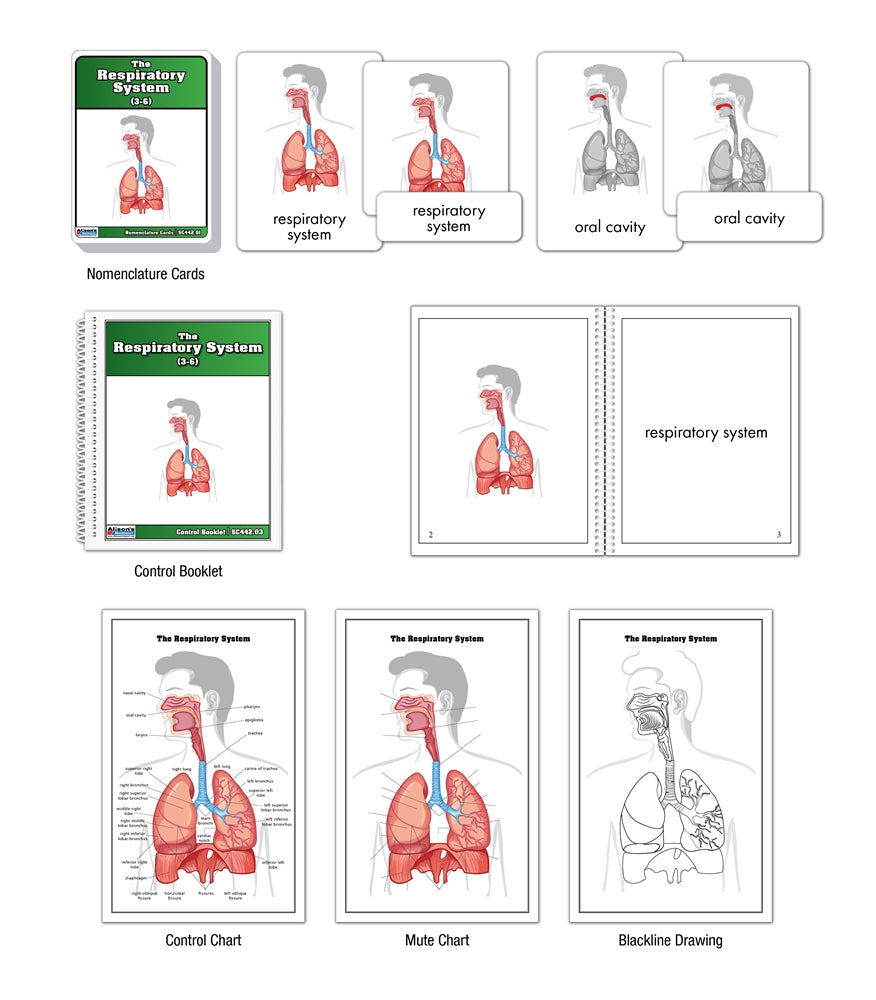 The Respiratory System Nomenclature Cards (3-6)