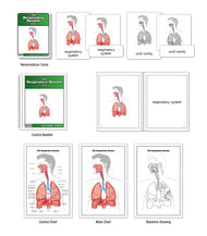 The Respiratory System Nomenclature Cards (3-6)