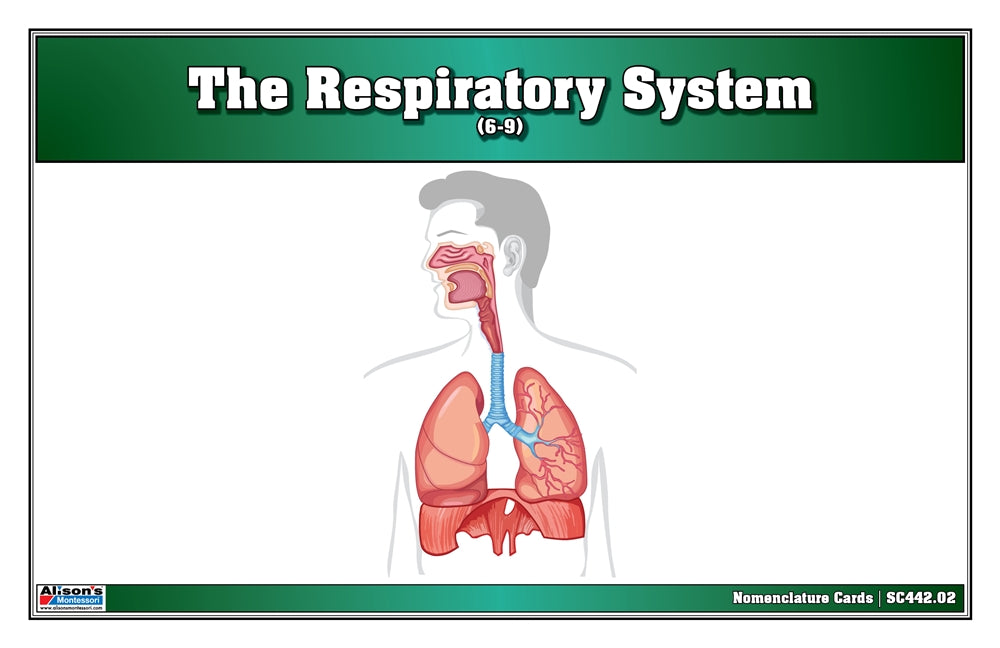 The Respiratory System Nomenclature Cards (6-9) (Printed)