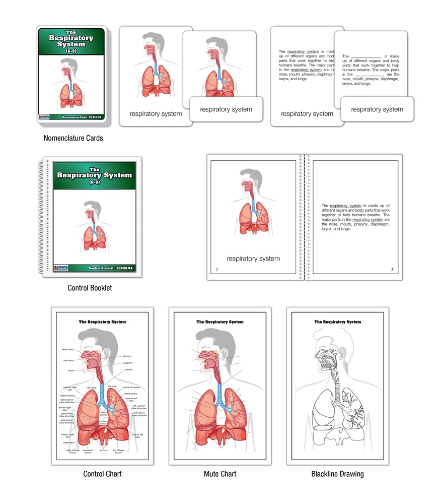 The Respiratory System Nomenclature Cards (6-9) (Printed)