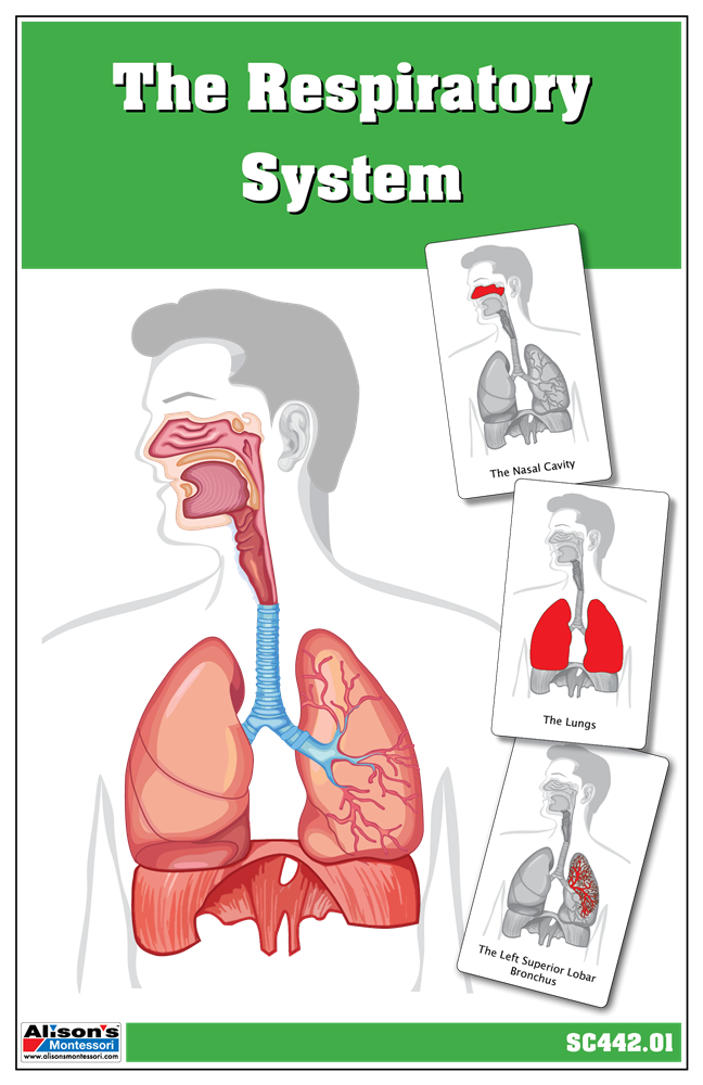 The Respiratory System Puzzle with Nomenclature Cards (3-6)