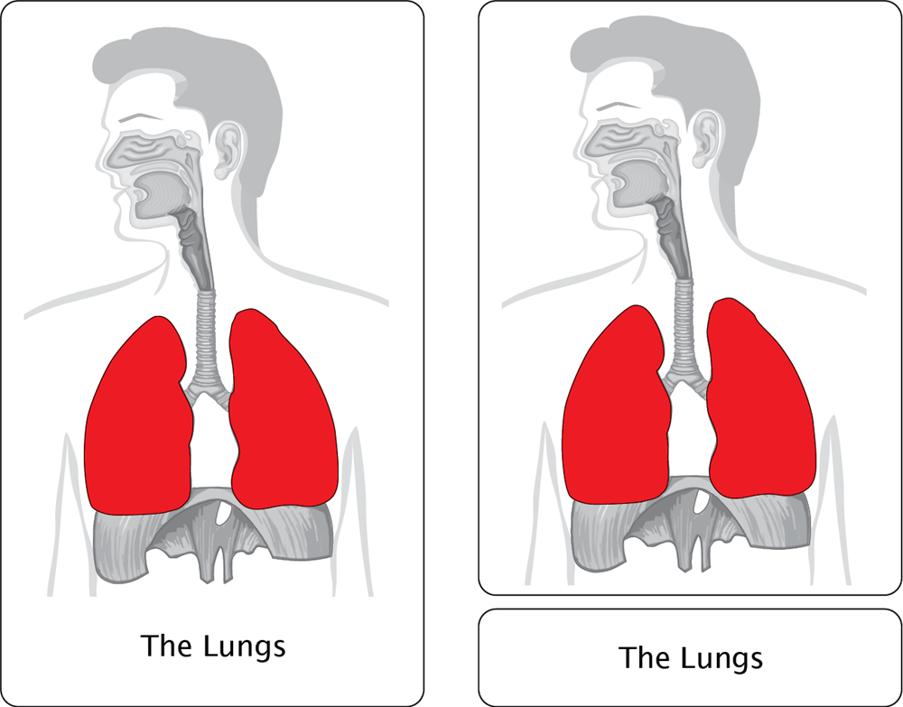 The Respiratory System Puzzle with Nomenclature Cards (3-6)