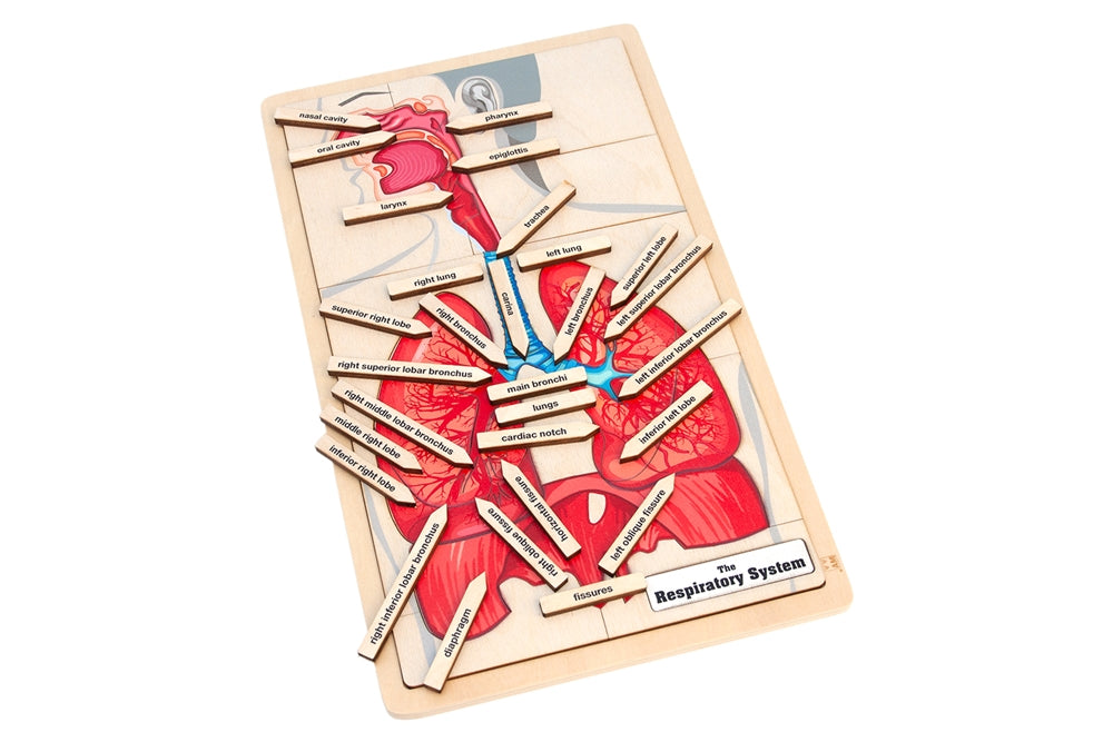 The Respiratory System Puzzle
