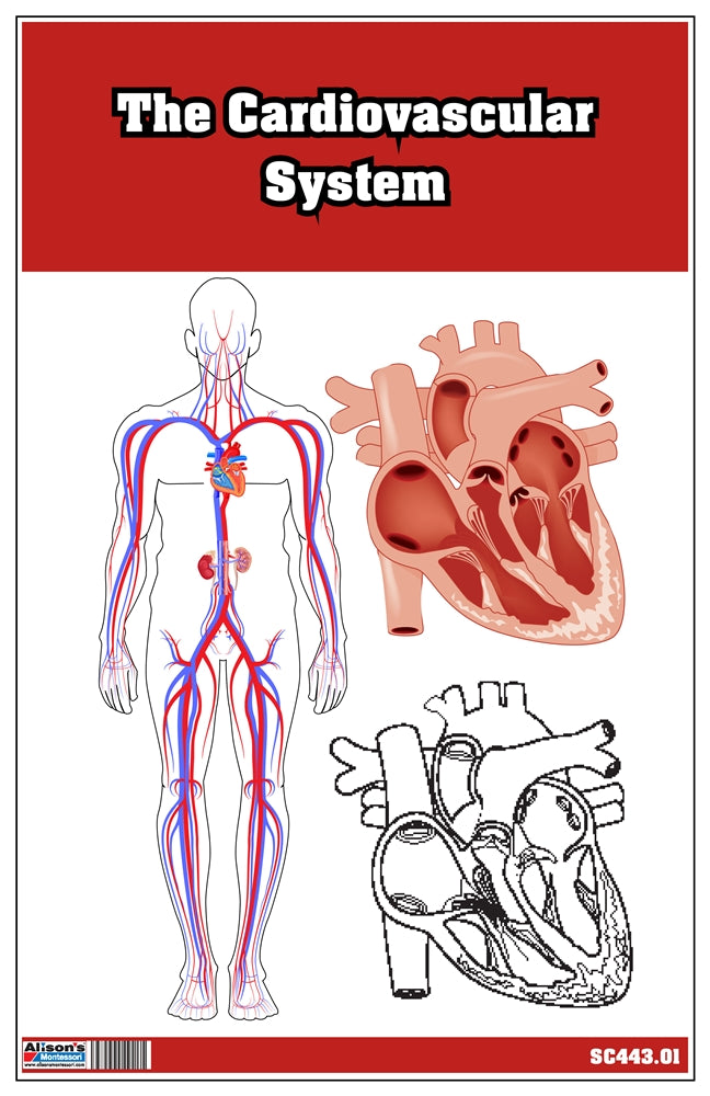 The Cardiovascular System Nomenclature Cards (3-6)
