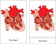 The Cardiovascular System Nomenclature Cards (3-6)