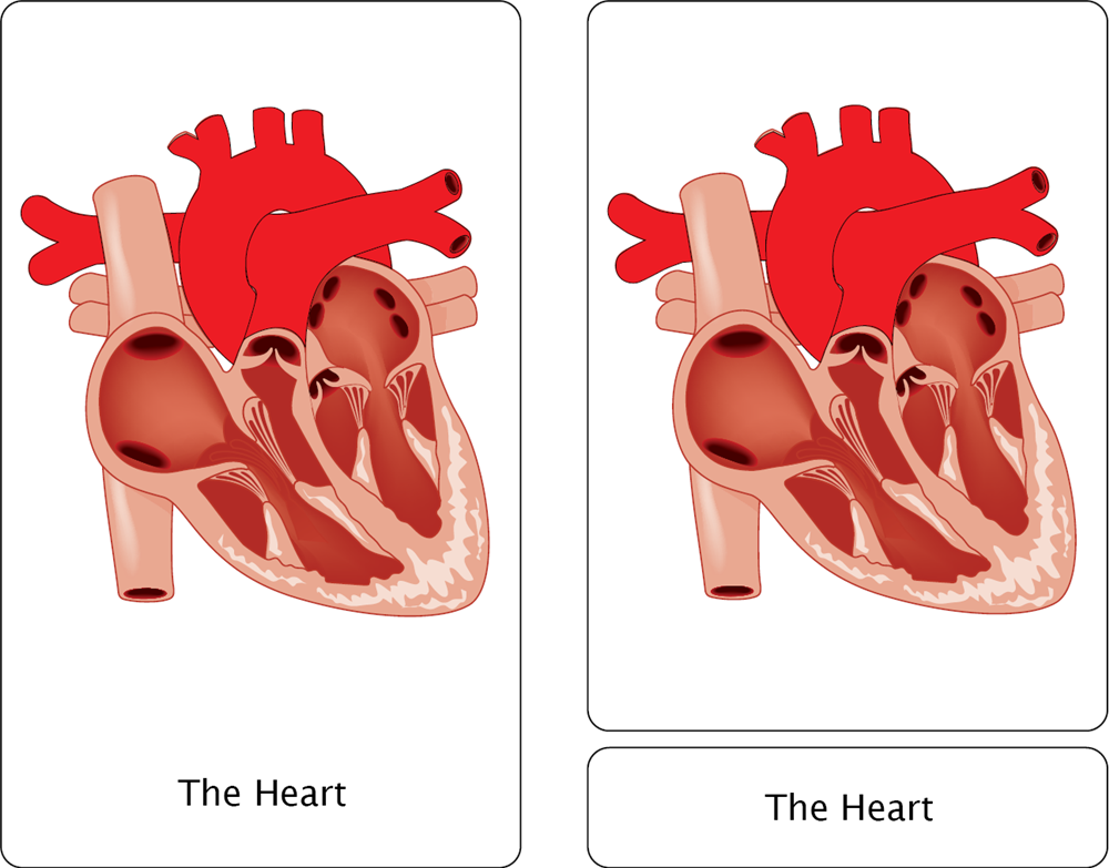 The Cardiovascular System Nomenclature Cards (3-6)