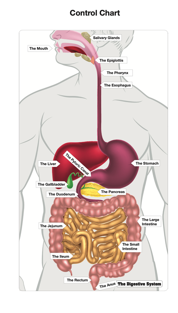The Digestive System Puzzle
