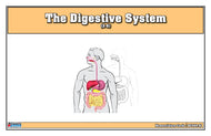 The Digestive System Nomenclature Cards (3-6)