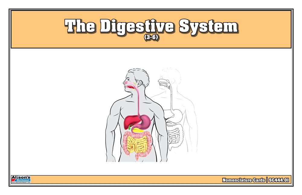 The Digestive System Nomenclature Cards (3-6)