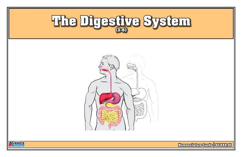 The Digestive System Nomenclature Cards (3-6)