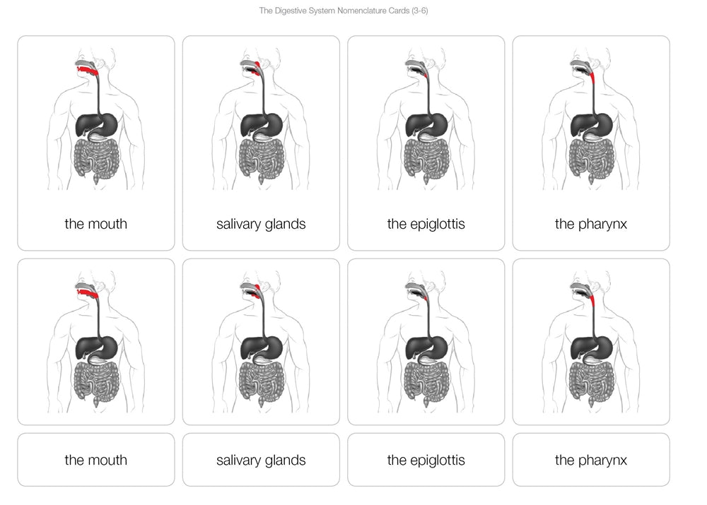 The Digestive System Nomenclature Cards (3-6)