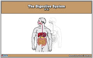 The Digestive System Nomenclature Cards (6-9)
